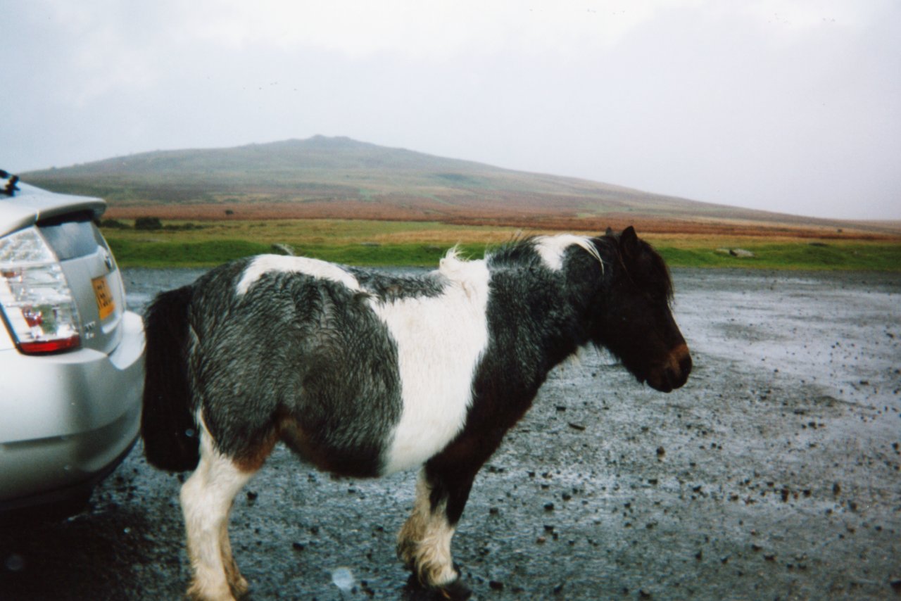 AandM UK trip 2006- Pregnant moor pony warming her backside 2